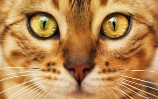 Обои кот, взгляд, окрас, мордочка, зеленые глаза