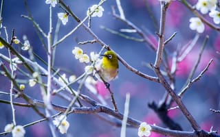 Картинка Японская белоглазка, цветы, весна, птица, природа, дерево, ветки