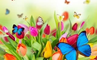 Обои коллаж, тюльпаны, природа, бабочка, цветы