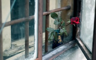 Картинка роза, цветок, окно