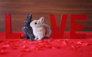 Картинка Love, праздник, кролики