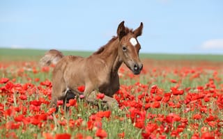 Картинка поле, лето, голубой, природа, конь, небо, цветы, красный