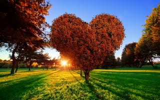 Картинка love, солнце, дерево, трава, heart, green, закат, сердце, sunset, парк, любовь, tree