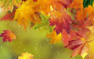 Картинка осень, дождь, капли, клен, листья