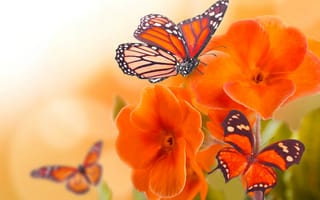 Обои бабочка, насекомое, лепестки, крылья, цветы, макро