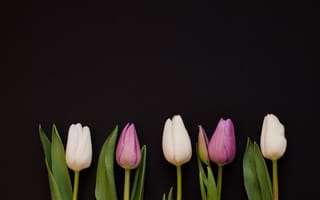 Картинка цветы, фиолетовые, тюльпаны, violet, tulips, white, flowers, белые, purple