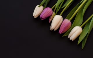 Картинка цветы, фиолетовые, violet, white, белые, flowers, tulips, purple, 