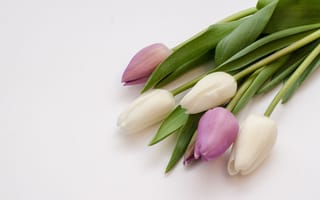 Картинка цветы, фиолетовые, white, белые, flowers, тюльпаны, violet, tulips, purple