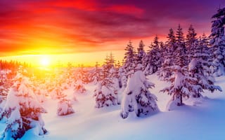 Картинка Зима, Ель, Рассвет, закат, Небо, Природа, Снег
