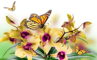 Картинка цветы, листья, коллаж, бабочка, орхидея, лепестки, мотылек