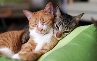 Картинка Кошки, рыжий, спят, серый, подушка, коты, двое