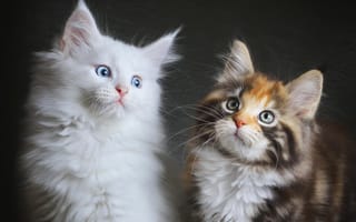 Картинка Кошки, котята, двое, пушистые, Мейн-куны