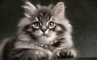 Обои Котенок, кошка, пушистый, мордочка, кот, взгляд, серый