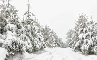 Обои зима, лес, снег, природа