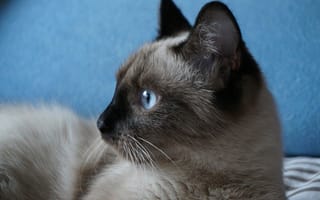 Картинка кошка, усы, глаза, красавица, взгляд