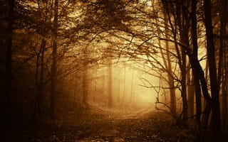 Картинка тропинка, ветки, деревья, туман, дорога, лес, осень