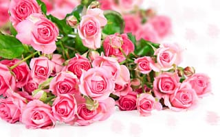Картинка Розы, Много, Цветы, Розовый