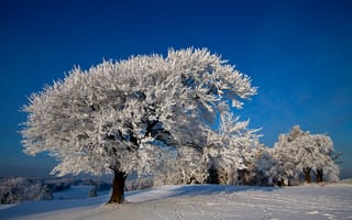 Картинка Зима, Природа, Деревья, Снег