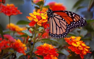 Обои цветы, монарх, макро, соцветие, крылья, бабочка