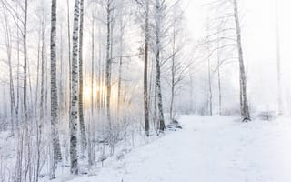 Картинка зима, снег, лес, утро