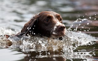 Картинка собака, вода, взгляд, друг