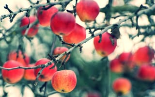 Картинка яблоки, ветки, осень, плоды, урожай