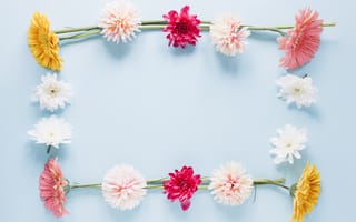 Картинка цветы, рамка, flowers, хризантемы, floral, colorful, frame