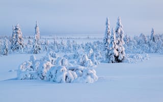 Картинка небо, деревья, снег, зима, ель