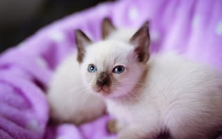 Картинка котёнок, котята, голубые глаза