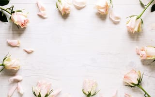 Картинка цветы, розы, лепестки, flowers, white, белые, wood, рамка
