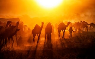 Картинка Индия, ярмаркой верблюдов, Пушкар мела