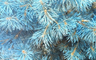 Картинка зима, елка, ветки ели, snow, blue, winter, fir tree, голубая ель