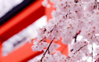 Картинка сакура, весна, красота, розовый, лепестки, цветы