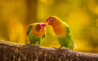 Картинка попугай, волнистый попугай, ветка, HD, любовь, лес, пара, клюв, перья, природа, хвост, птица, поцелуй, листья