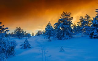 Картинка Норвегия, зима, снег, сосны