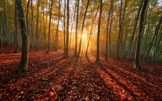 Картинка осень, лес, лучи, солнце