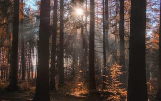 Картинка осень, лес, свет, ствол, солнце, лучи, деревья, природа