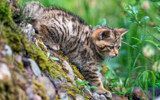 Картинка зелень, кошка, лето, камни, поза, малыш, природа, кот