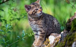 Картинка зелень, язык, кот, зеленый, кошка, природа, поза, взгляд