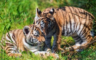 Картинка зелень, лето, тигр, игра, ветки, природа, трава, поза