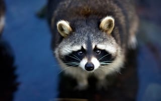 Картинка глаза, взгляд, морда, енот, портрет, красавчик, синий
