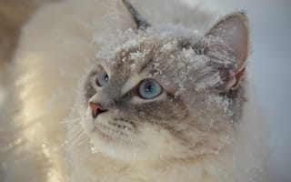 Картинка кошка, котейка, голубые глаза, взгляд, мордочка, снег, кот