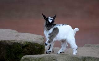 Картинка белый, поза, коза, пятнистый, детёныш, малыш, камни