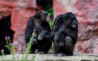 Картинка взгляд, морда, семья, поза, камни, обезьяна, лапы