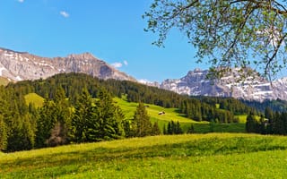 Картинка Швейцария, Bernese Oberland, домики, зелень, деревья, поля, холмы, леса, трава, ветки, горы