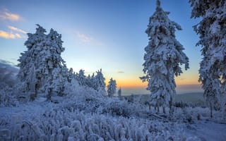 Картинка утро, пейзаж, зима, лес, снег