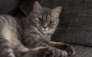 Картинка кошка, на диване, британская кошка, серая кошка на диване, котик, котики, британка, дом, кошка HD, диван