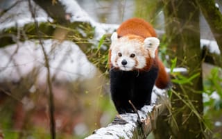 Картинка зима, взгляд, ветки, снег, деревья, поза, листья, природа