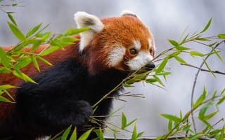 Картинка взгляд, листья, лапы, деревья, портрет, природа, серый