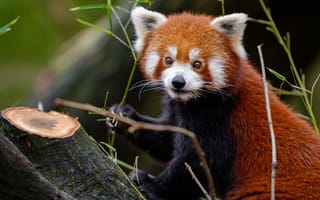 Картинка взгляд, деревья, темный, природа, лапы, портрет, ветки, красная панда